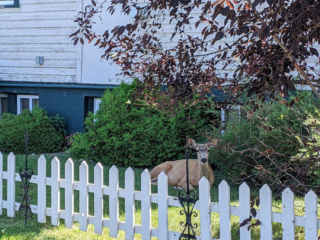 Deer-Resting-on-a-Hot-Day A deer resting in the shade of the hotel on a hot summer day
