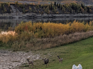 Peace-River-Walk-Something-to-See View of the Peace River Valley